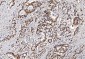 Anti-FEN1 Antibody Picoband™ (monoclonal, 6F3F2)